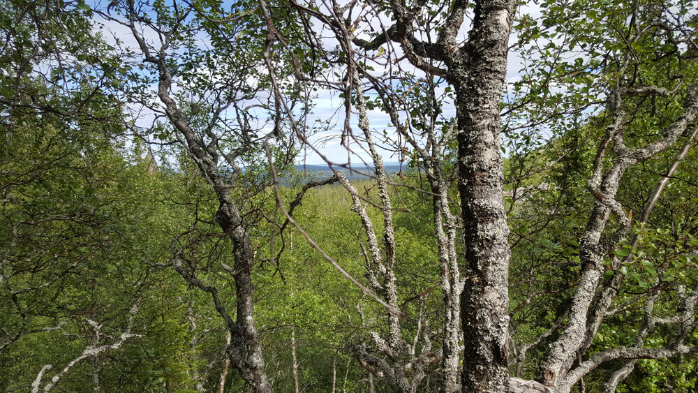 Utsikt i Fulufjället